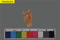 藏品(窄小并額蟹)的圖片